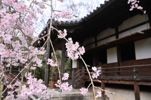 醍醐寺058.JPG