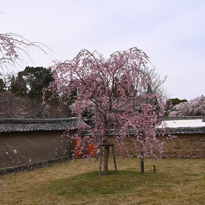 醍醐寺053.JPG