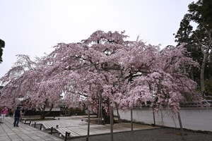 醍醐寺007.JPG