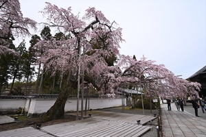 醍醐寺006.JPG