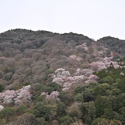 嵐山023.JPG