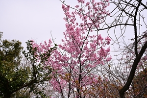 車折神社012.JPG