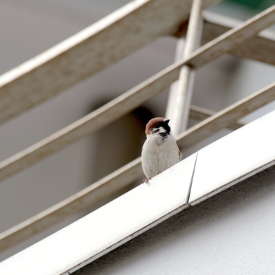 すずめ.jpg
