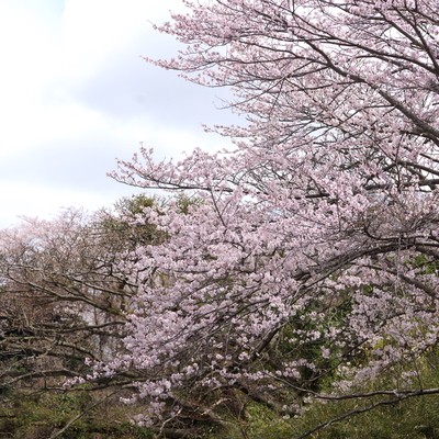 桜12.jpg