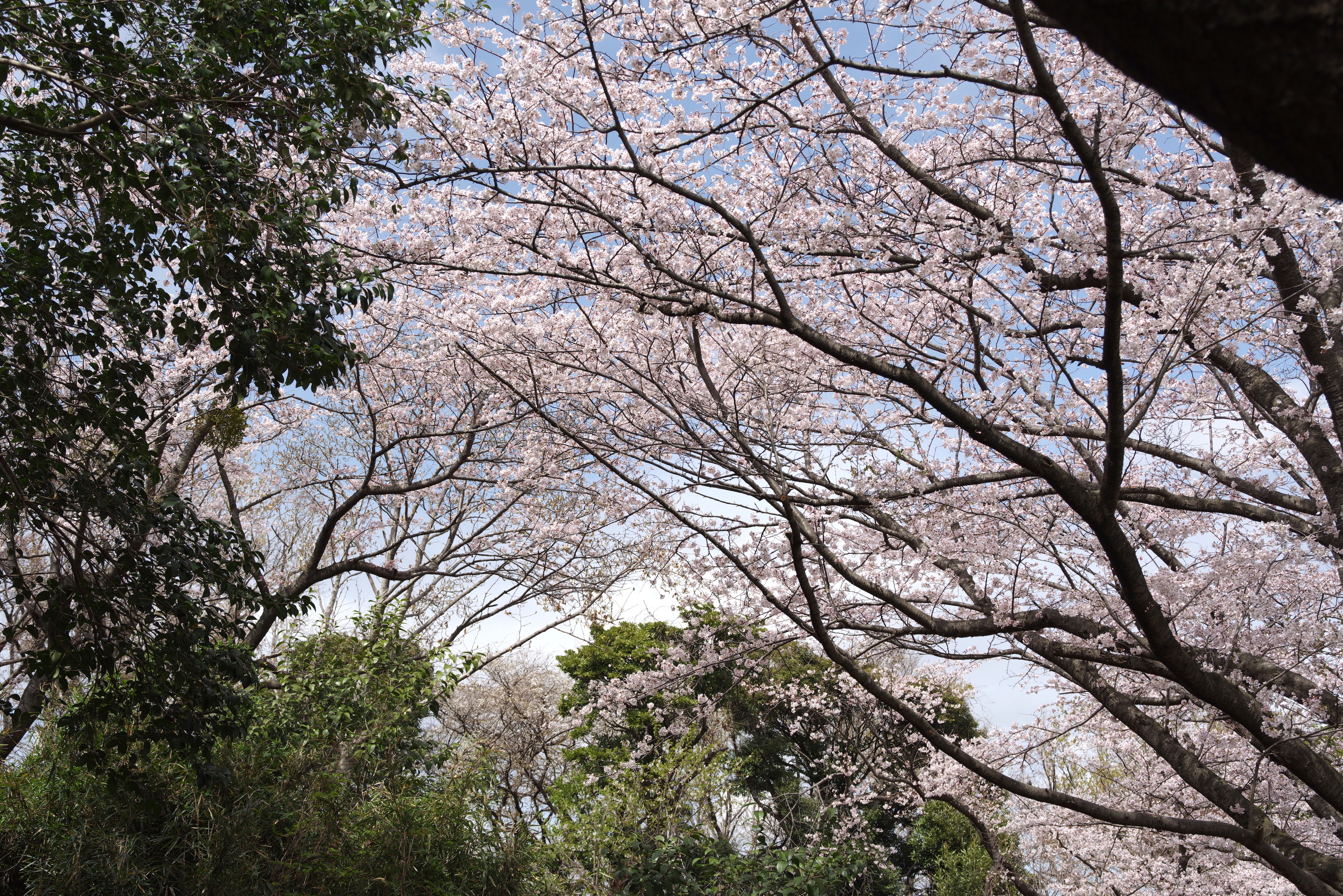 桜6.jpg