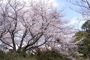 桜7.jpg