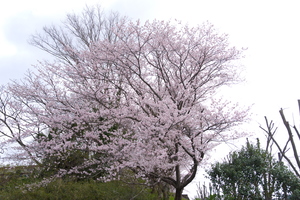 桜13.jpg