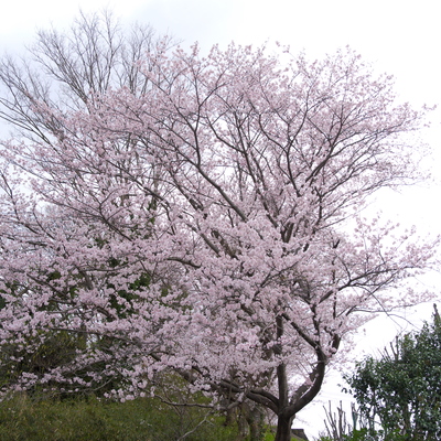 桜13.jpg
