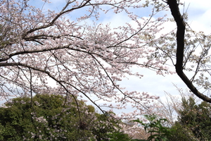 桜17.jpg