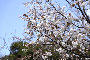 ヤマザクラ5.jpg