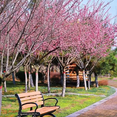 敷地の桜.png