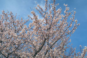 桜-20220401-1.JPG