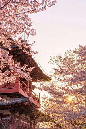 満開桜.jpg
