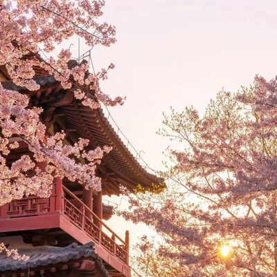 満開桜.jpg