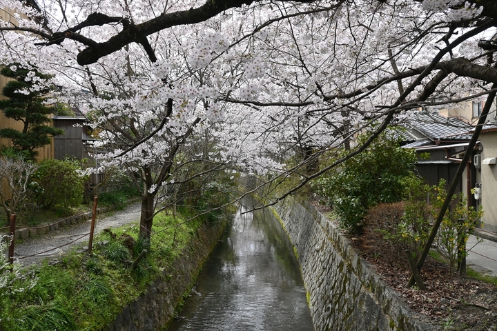 哲学の道035.JPG