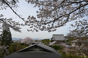 哲学の道013.JPG