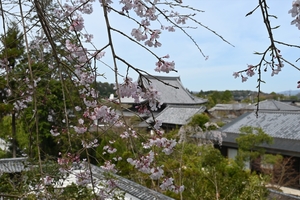 哲学の道011.JPG