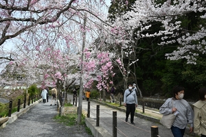 哲学の道009.JPG
