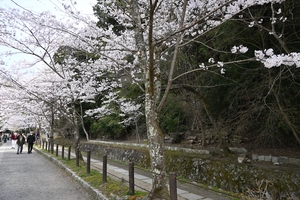 哲学の道008.JPG