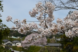 哲学の道006.JPG