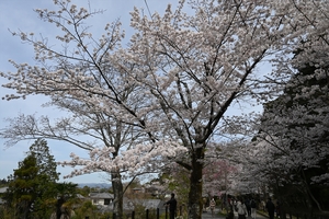 哲学の道005.JPG