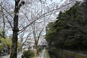 哲学の道004.JPG