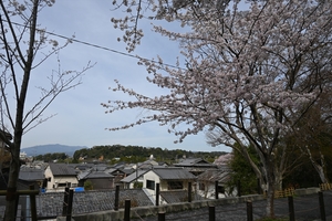 哲学の道003.JPG