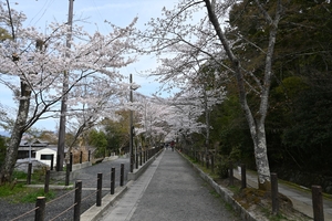 哲学の道002.JPG