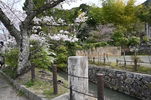 哲学の道001.JPG