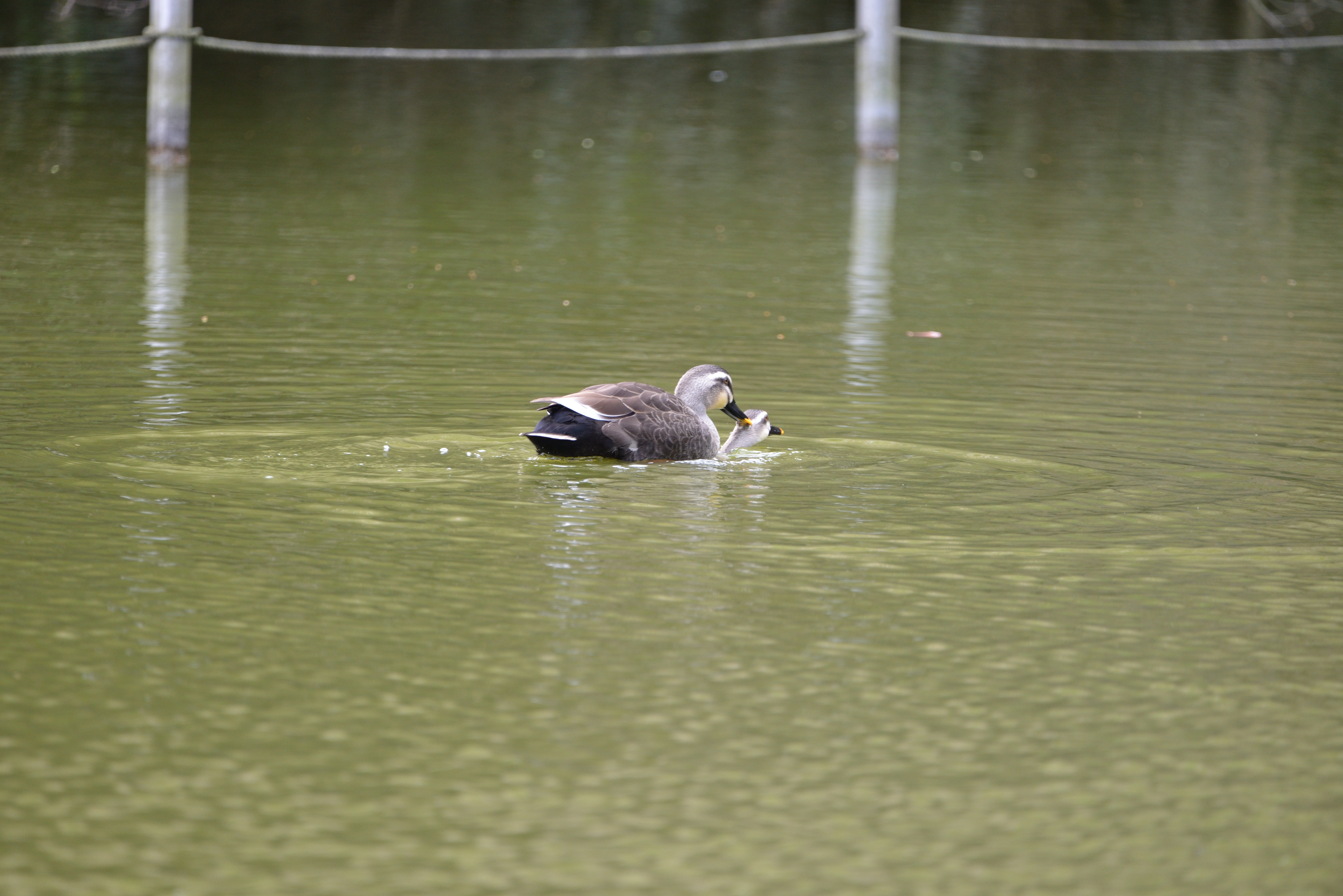 カルガモ交尾_01.JPG