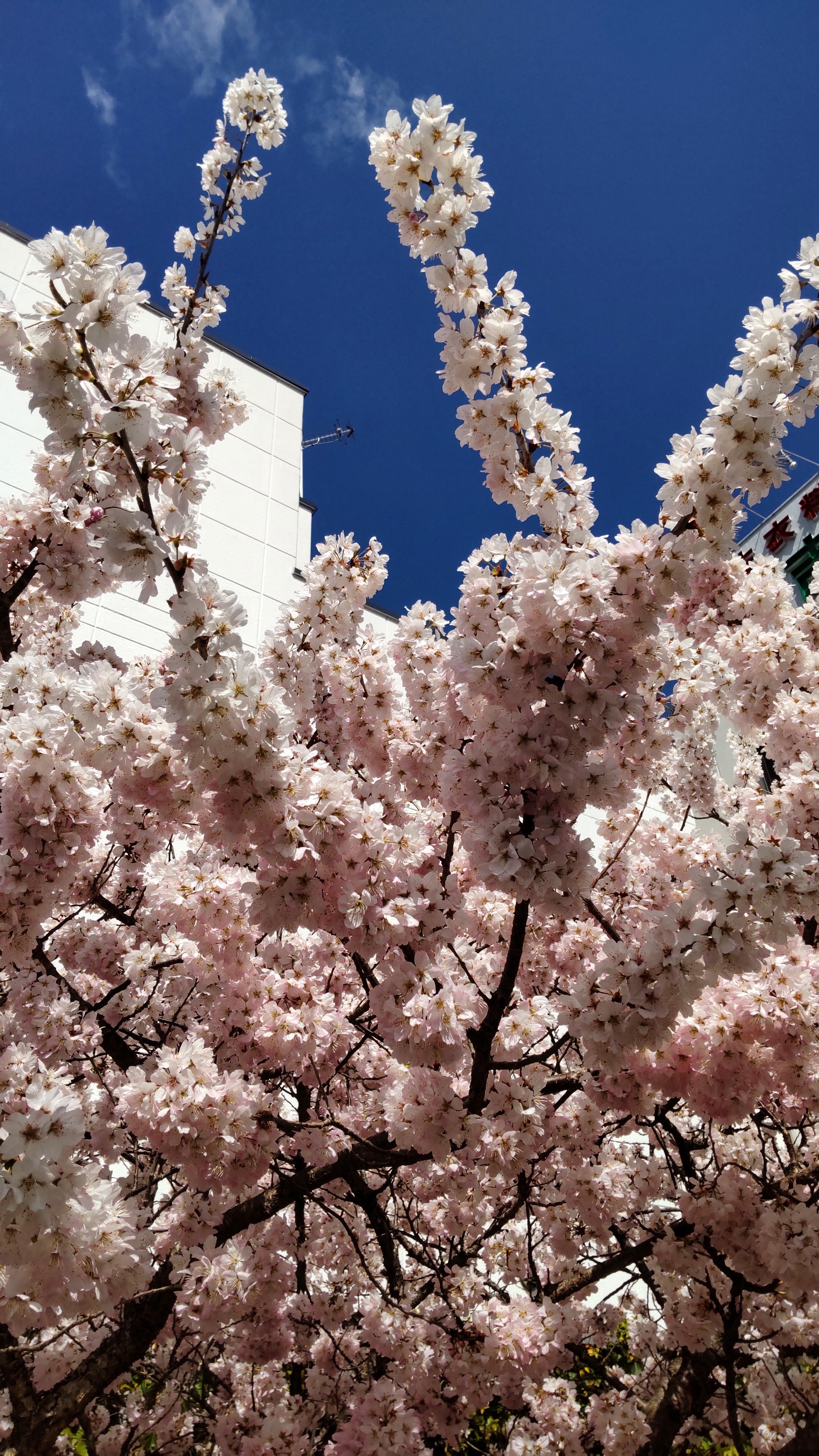 桜2022-1.JPG