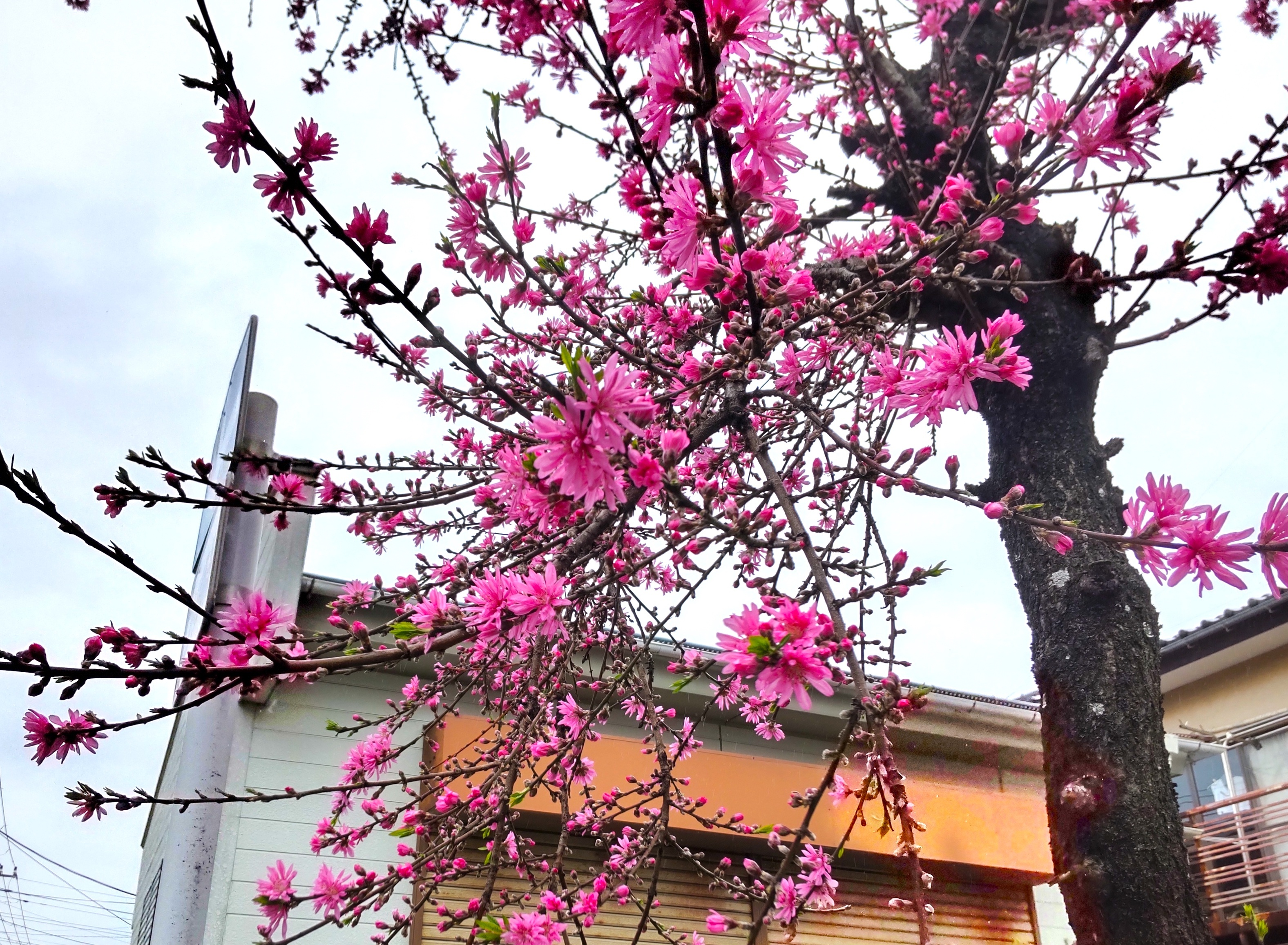 菊桃.jpg