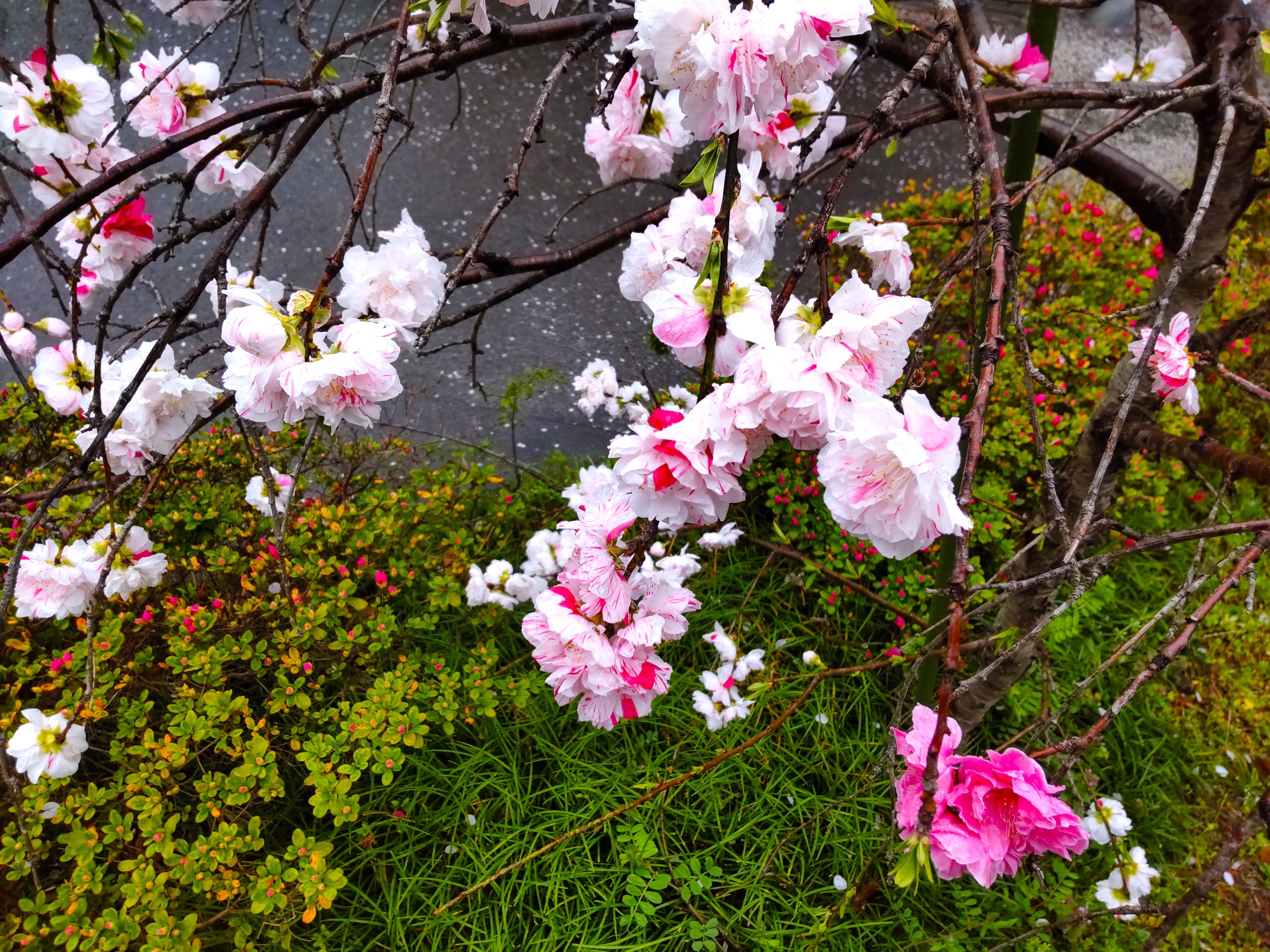 源平枝垂れ桃2.jpg