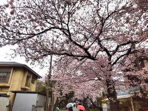 桜3.jpg