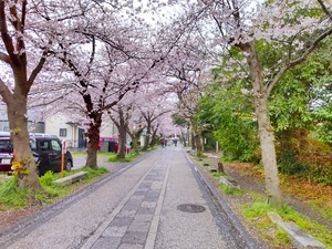 桜4.jpg