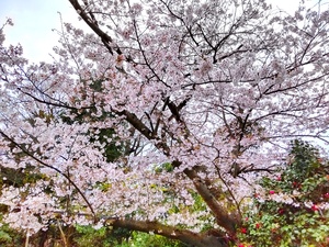 桜5.jpg
