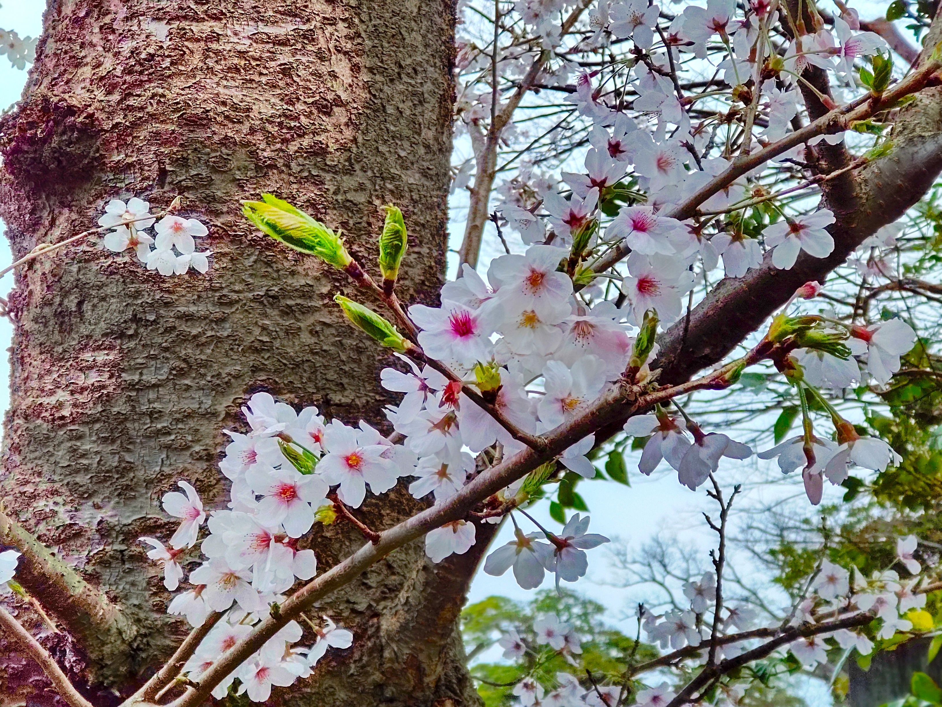 桜6.jpg