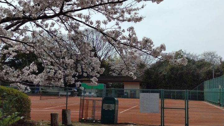テニスコート桜.JPG