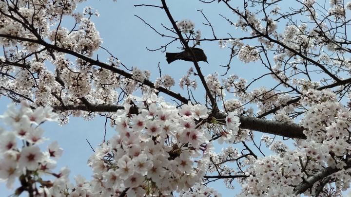 桜とヒヨドリ.JPG