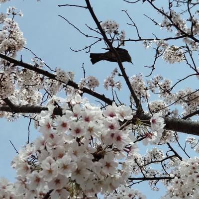 桜とヒヨドリ.JPG
