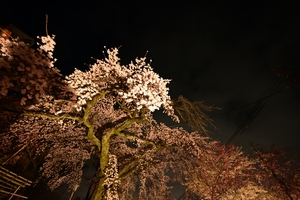 平野神社031.JPG