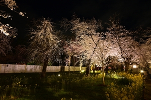 平野神社021.JPG