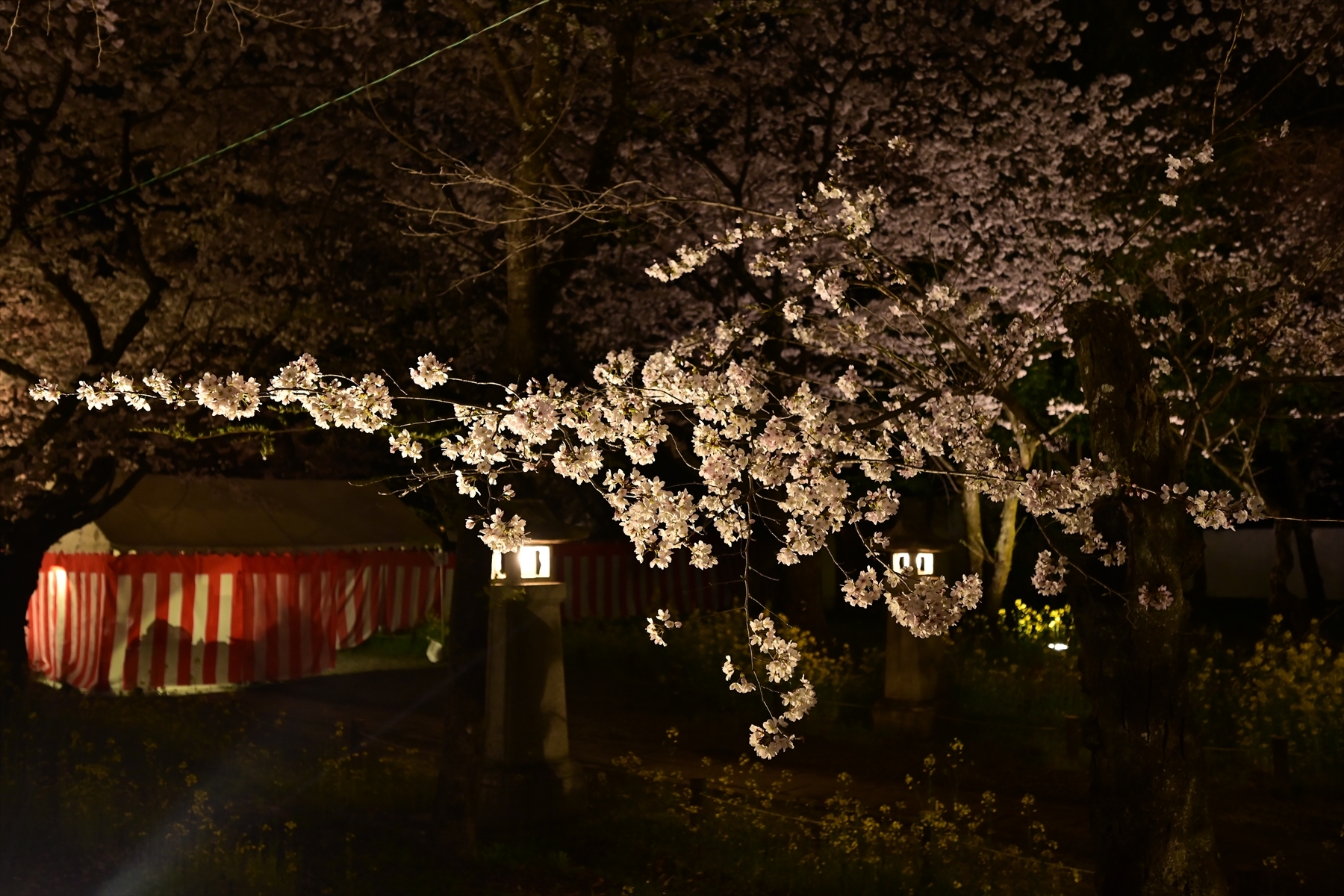 平野神社018.JPG