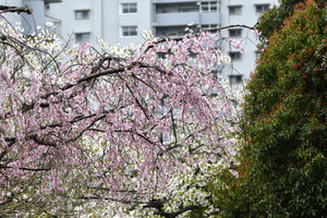 枝垂れ桜.JPG