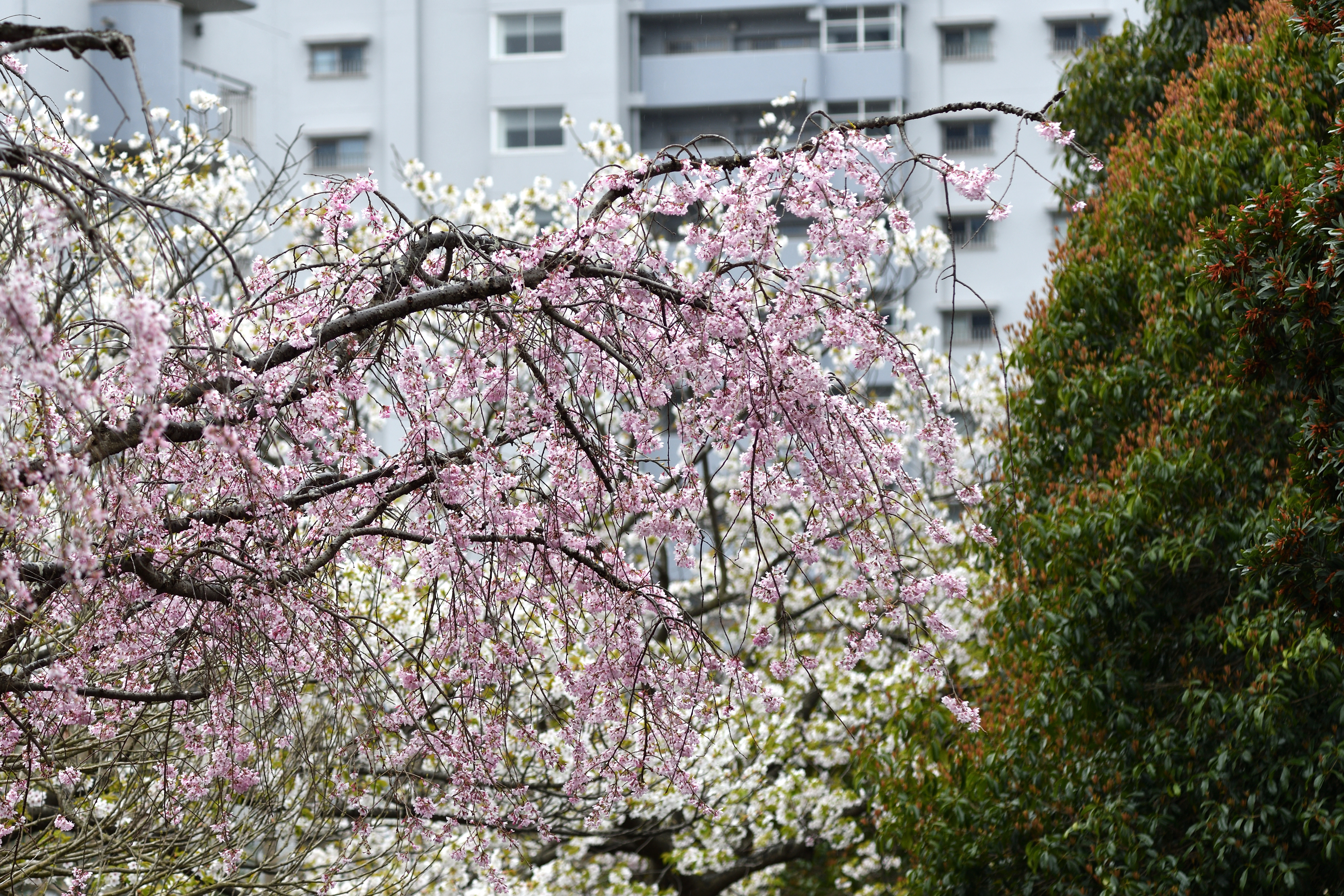 枝垂れ桜.JPG