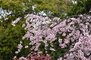 枝垂れ桜_01.JPG