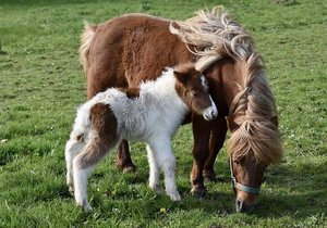 shetland-ponies-ga6966131e_640.jpg