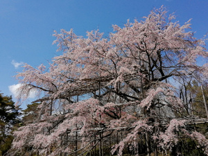 大枝垂れ桜.jpg