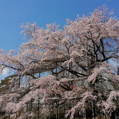 大枝垂れ桜.jpg