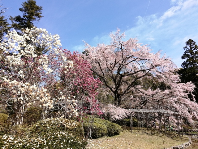 大枝垂れ桜2.jpg